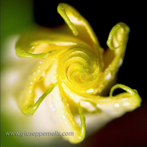 Yellow macro (40D_12456_2_b-rid).jpg